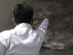 Pemko Batam Salurkan Hibah 5,28 ton Ikan dari Bea Cukai ke Panti Asuhan